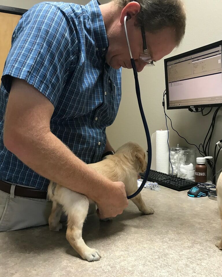 Vet examining Goldendoodle puppy