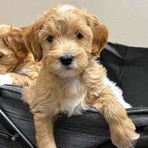 A fluffy, light brown mini Goldendoodle puppy with a white patch on its nose and chest sits in a dark fabric basket, looking at the camera with one paw on the edge.