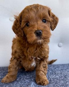 A small, fluffy brown mini goldendoodle puppy with curly fur sits on a gray blanket in front of a light-colored background, looking directly at the camera with a sweet expression.