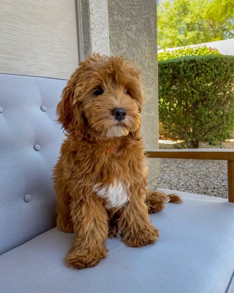 Luna F1B Mini Goldendoodle