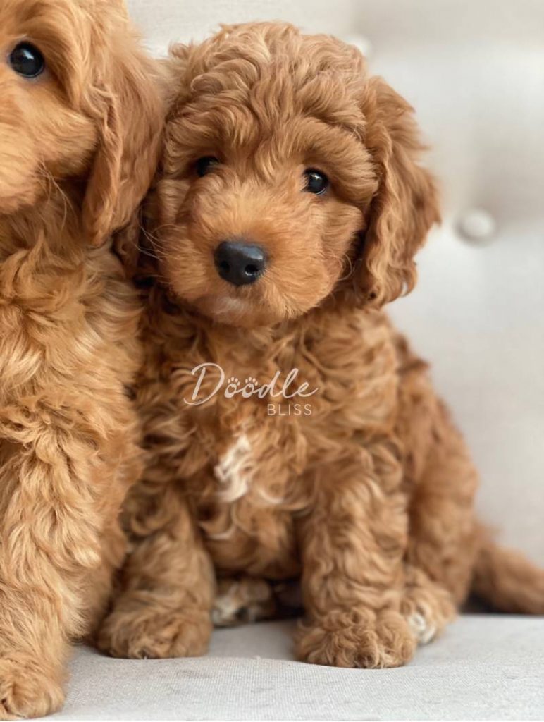 Golden Labradoodle Puppies