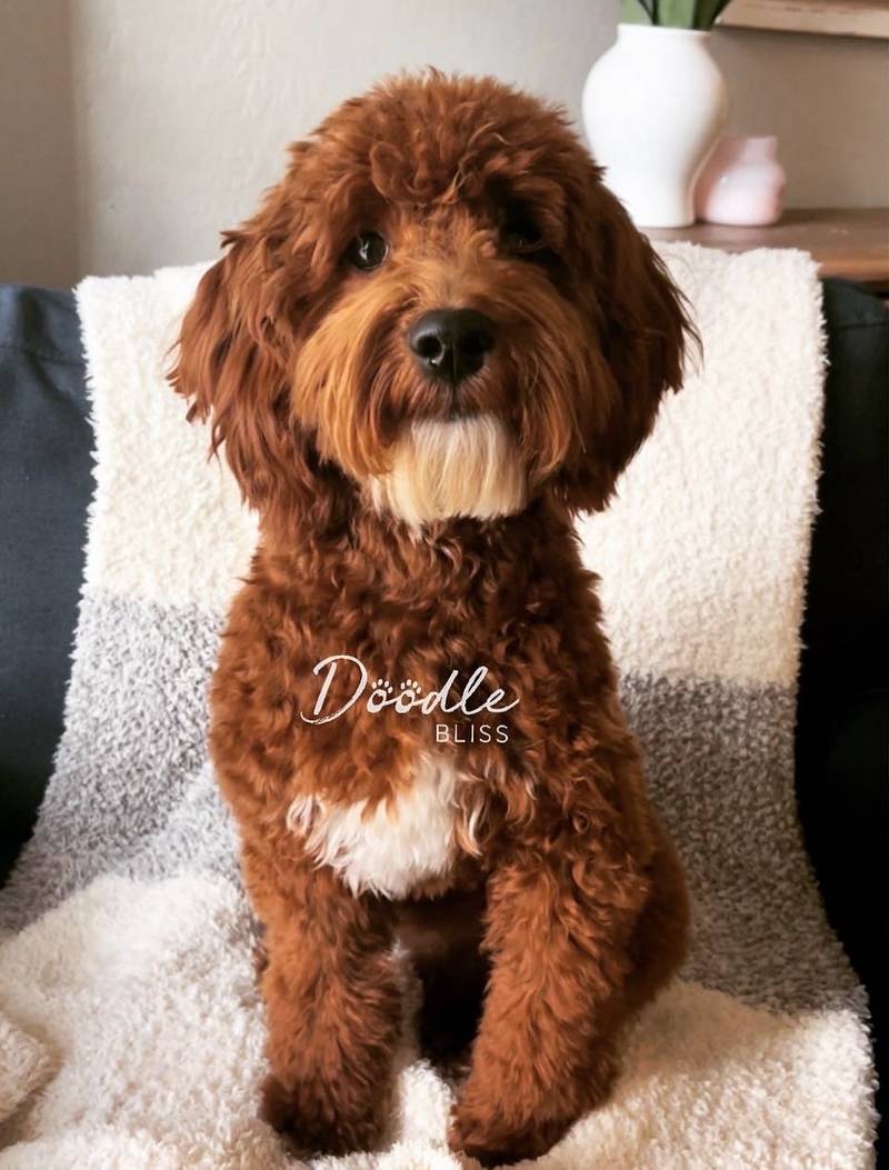 F1b Miniature Goldendoodle Stud Benny