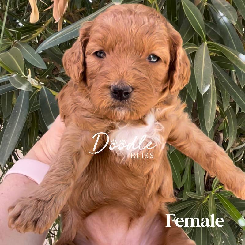 Mini Goldendoodle puppy from Doodle Bliss