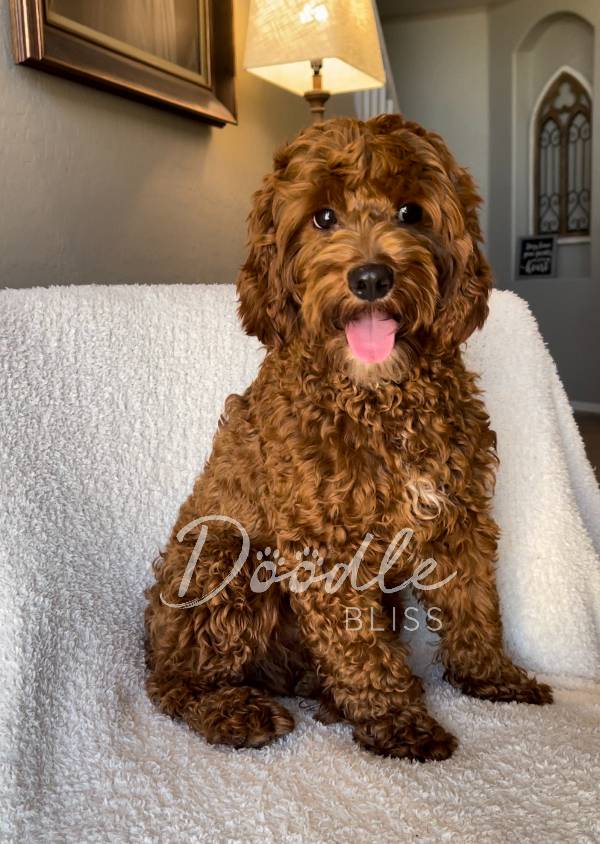 f1bb-mini-goldendoodle-buddy-web F1bb Mini Goldendoodle