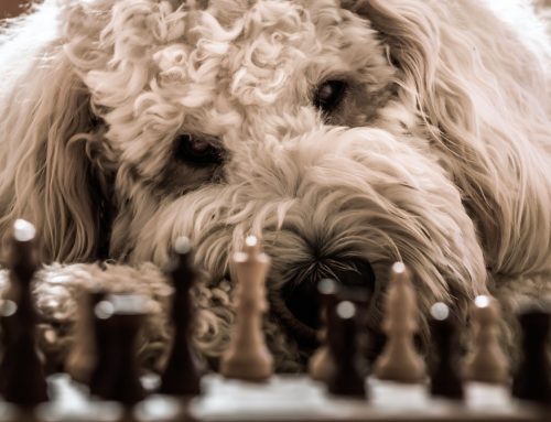 10 Reasons You should Not buy a Goldendoodle