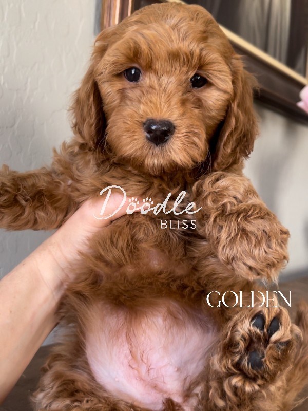 multigen-mini-golendoodle-puppy-bella2-web
