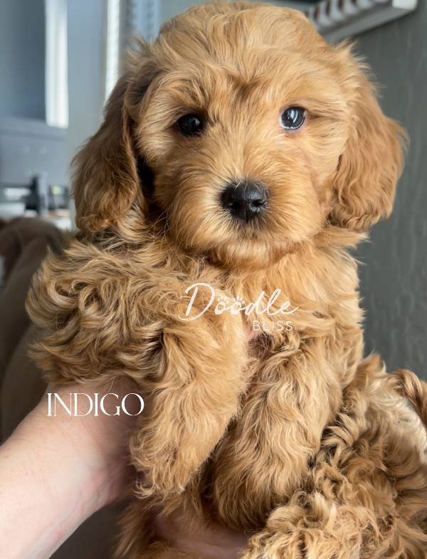 multigen-mini-golendoodle-puppy-bella3-web