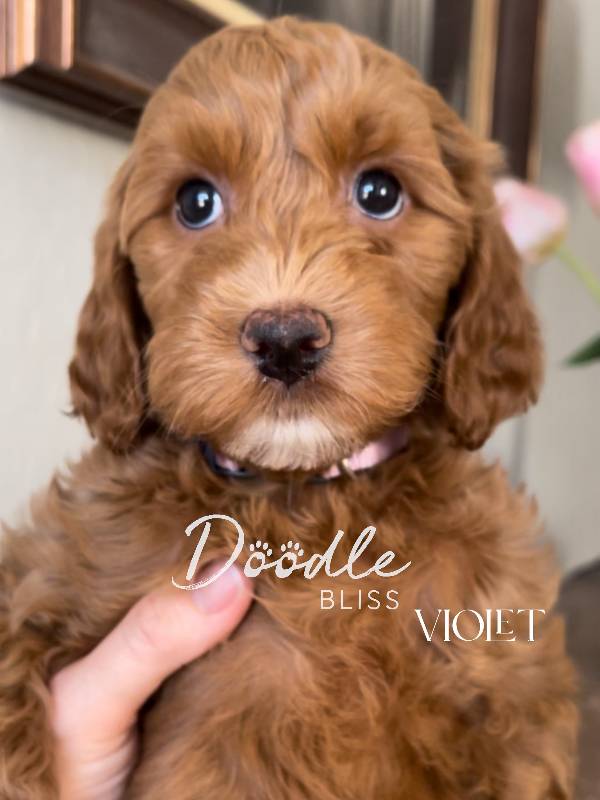 multigen-mini-golendoodle-puppy-bella4-web