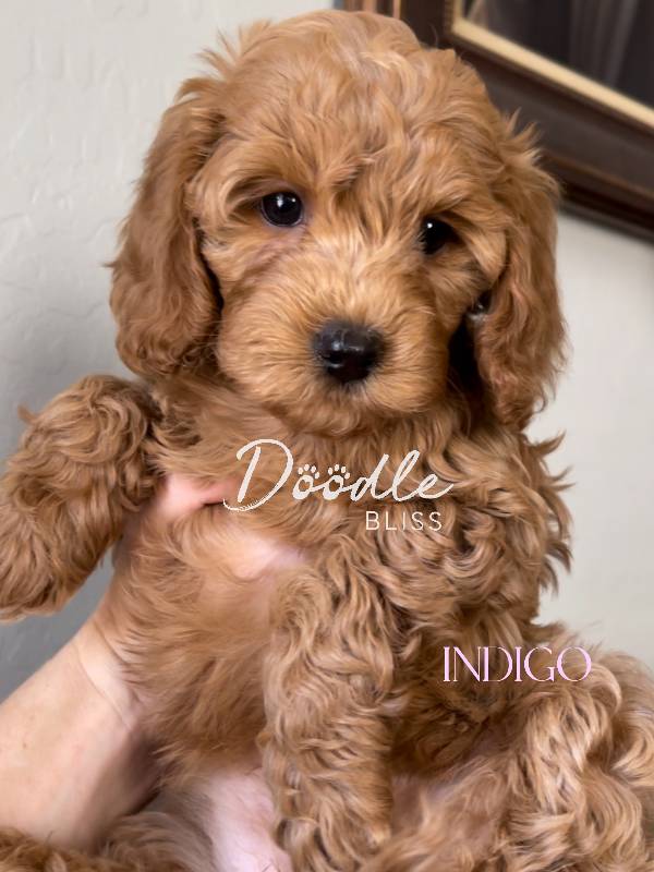 multigen-mini-golendoodle-puppy-bella5-web