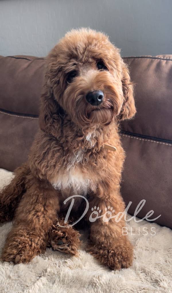 multigen-mini-goldendoodle-pumpkin2-web A fluffy brown Labradoodle with curly fur sits on a beige blanket in front of a brown sofa, looking at the camera. Perfect for anyone seeking a loving Standard Goldendoodle, the words “Doodle Bliss” are written in white text at the bottom of the image.