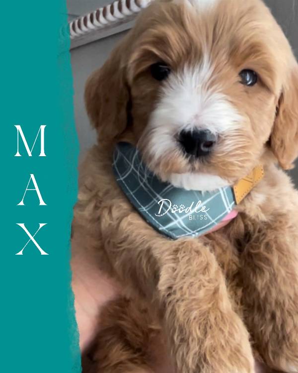 multigen-mini-goldendoodle-puppy-rosie1-web