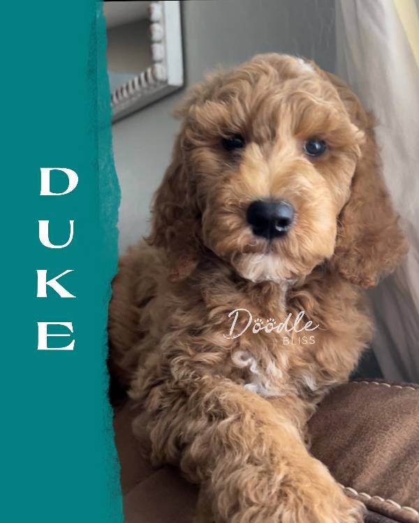 multigen-mini-goldendoodle-puppy-rosie2-web
