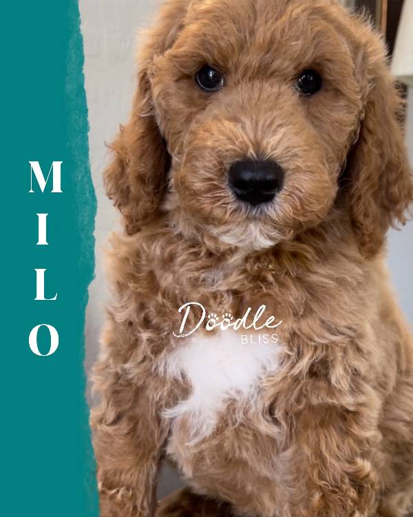 multigen-mini-goldendoodle-puppy-rosie3-web