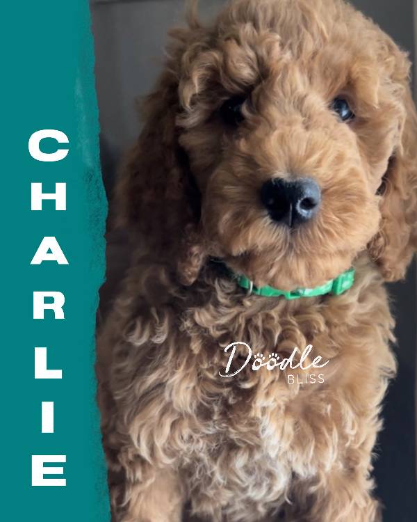 multigen-mini-goldendoodle-puppy-rosie4-web