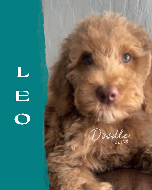 multigen-mini-goldendoodle-puppy-rosie5-web
