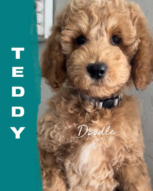 multigen-mini-goldendoodle-puppy-rosie6-web