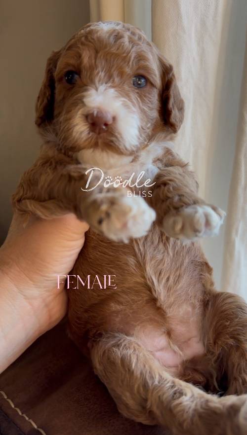 mini-goldendoodle-puppy-pumpkin1-web