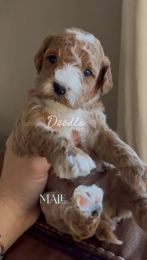 mini-goldendoodle-puppy-pumpkin2-web