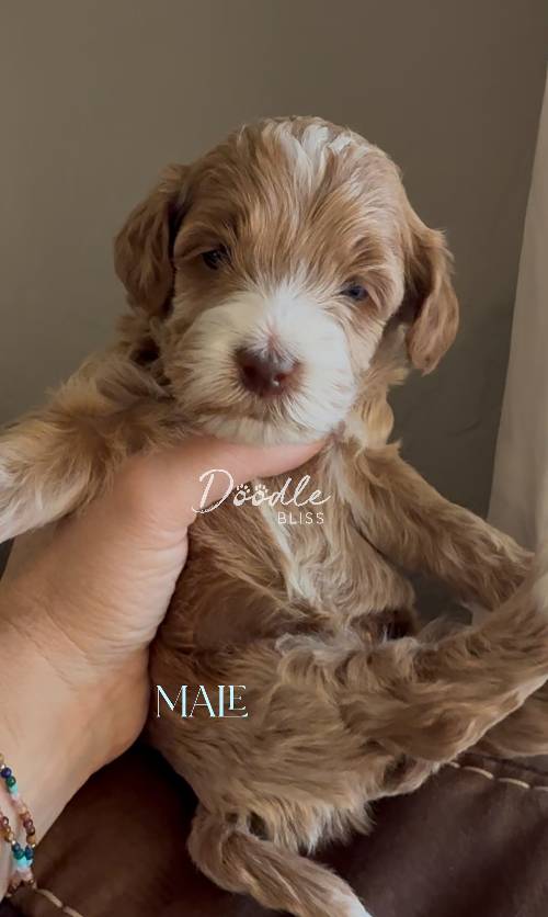 mini-goldendoodle-puppy-pumpkin3-web