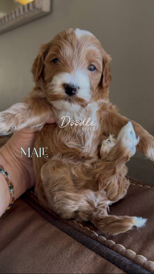mini-goldendoodle-puppy-pumpkin4-web