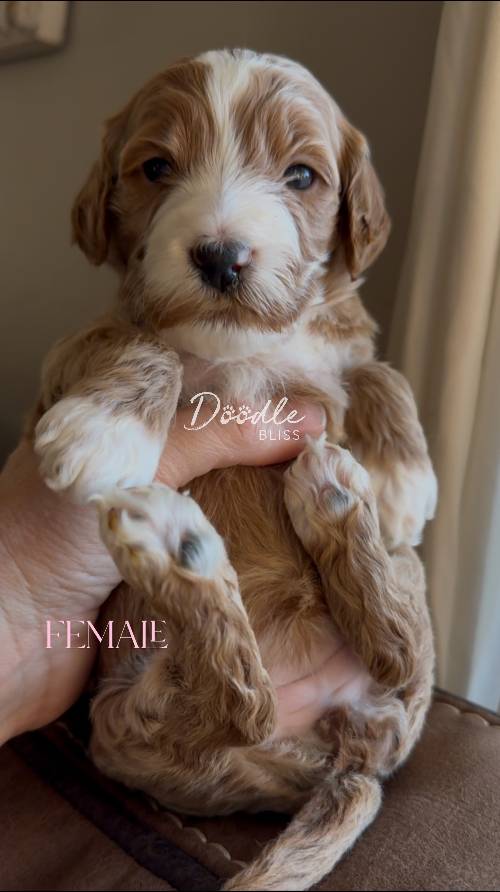 mini-goldendoodle-puppy-pumpkin5-web