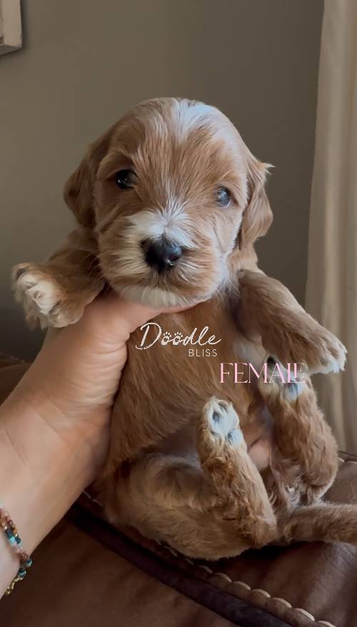 mini-goldendoodle-puppy-pumpkin6-web