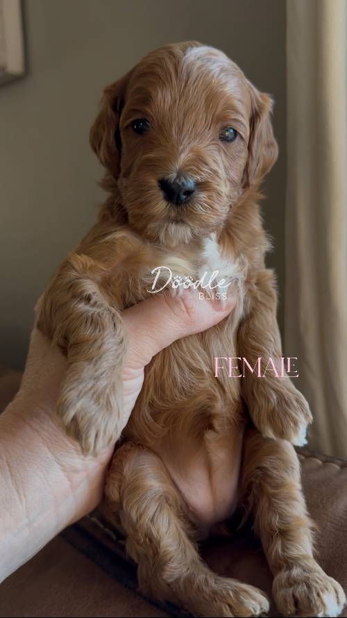 mini-goldendoodle-puppy-pumpkin7-web