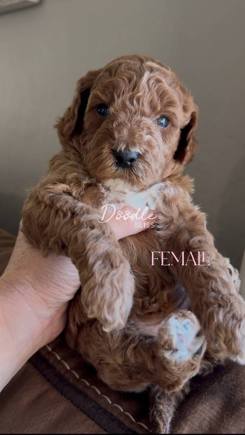 mini-goldendoodle-puppy-pumpkin8-web