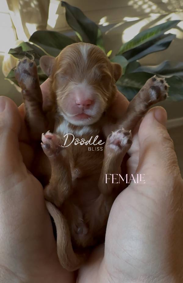 multigen-mini-goldendoodle-luna1-web