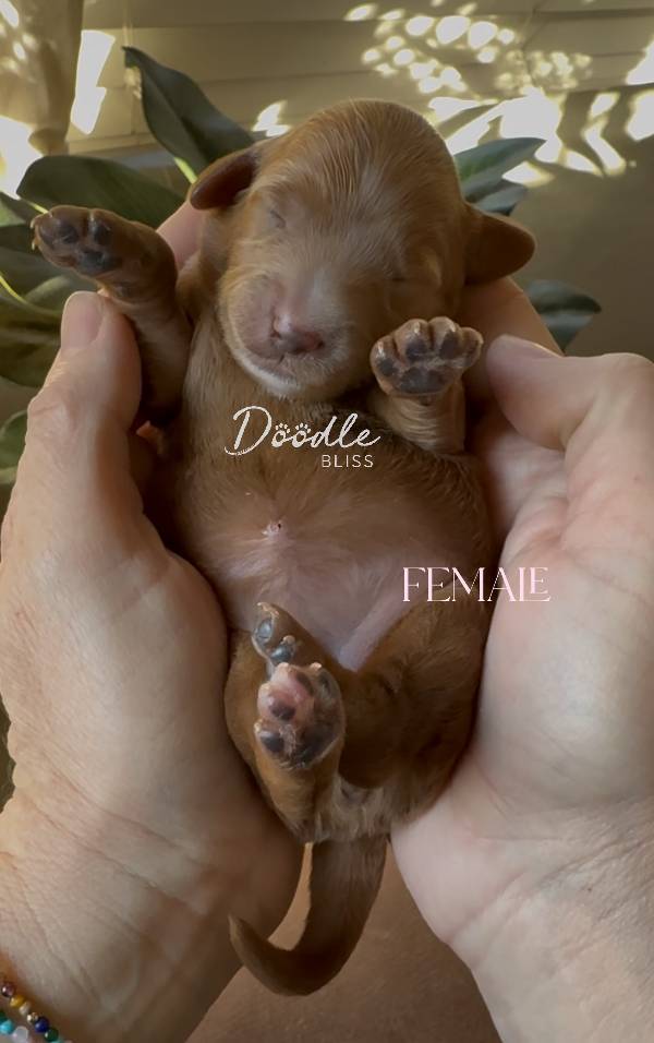 multigen-mini-goldendoodle-luna2-web