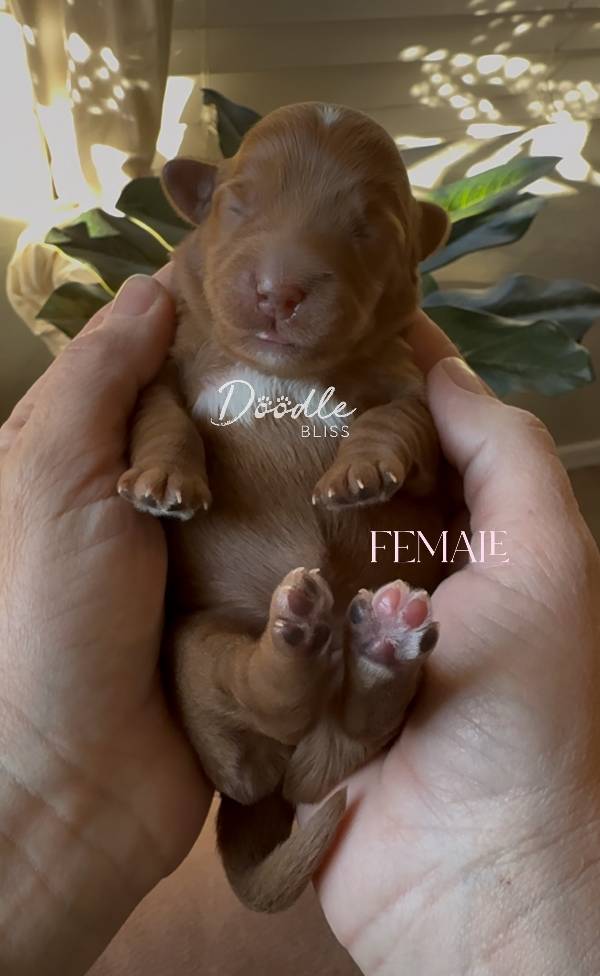 multigen-mini-goldendoodle-luna3-web