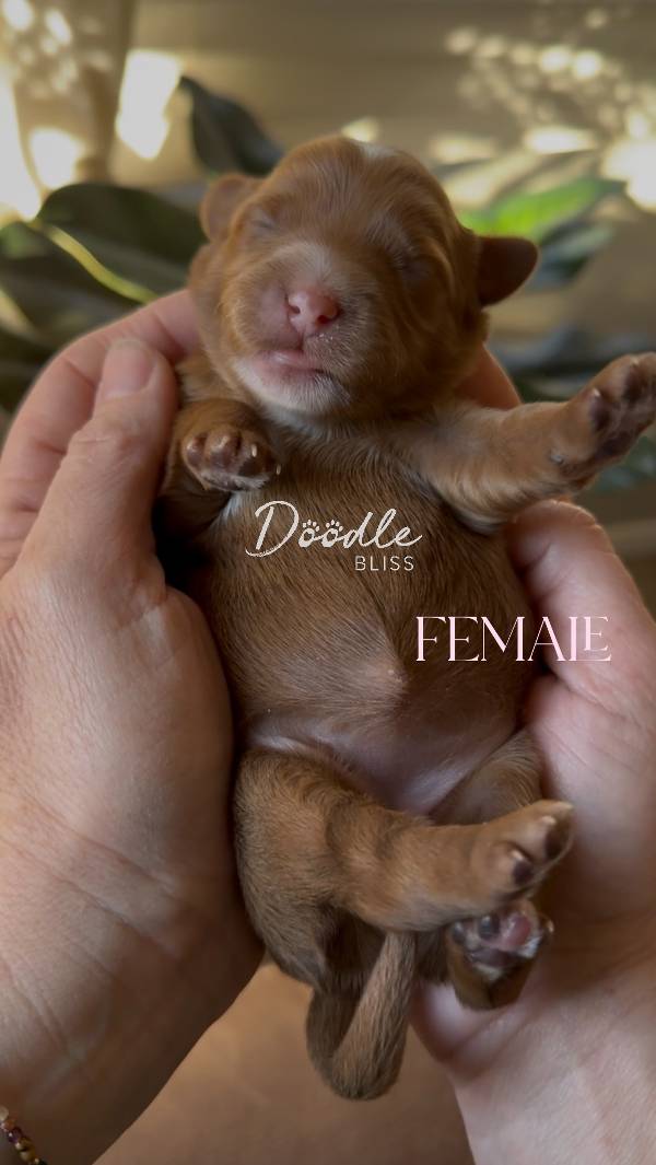 multigen-mini-goldendoodle-luna4-web