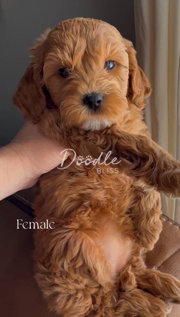 mini-goldendoodle-puppy-bella1-web