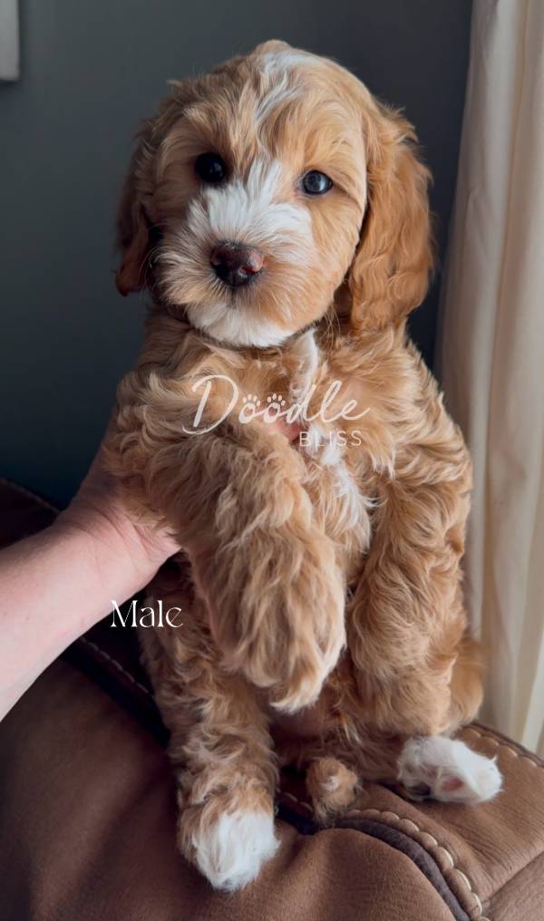 mini-goldendoodle-puppy-bella2-web