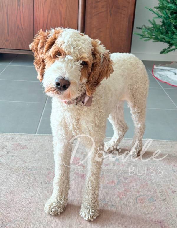 f1b-medium-goldendoodle-indy-web A curly-haired white and brown Goldendoodle stands on a light-colored rug in front of a wooden cabinet. Part of a green artificial tree is visible on the right. The text Doodle BLISS is overlaid on the image.
