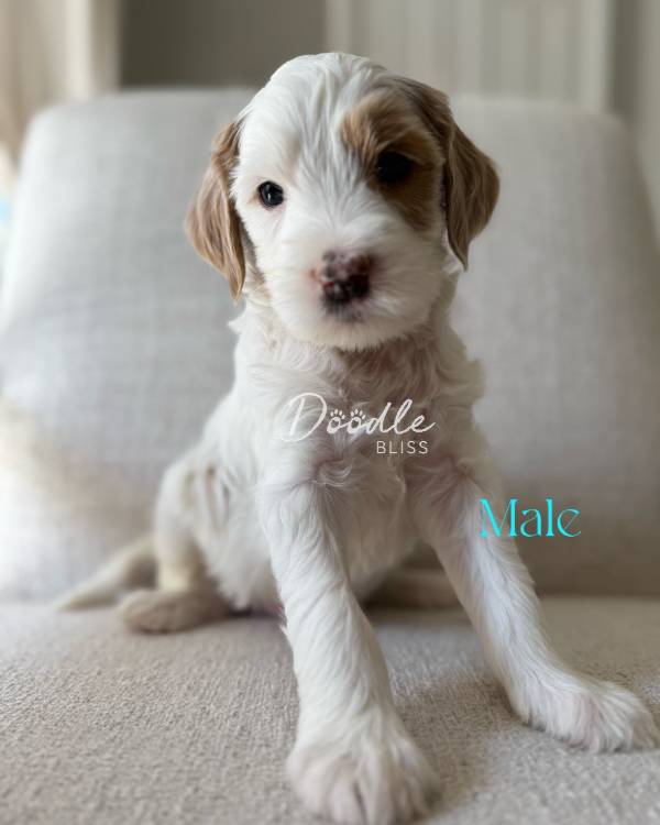 mini-goldendoodle-puppy-indy1-web A fluffy white Mini Goldendoodle puppy with light brown patches sits on a couch. The text Doodle Bliss and Male appear on the image. The puppy looks toward the camera with one paw stretched forward.