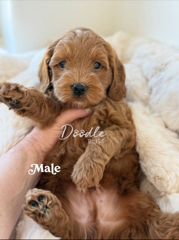 mini-goldendoodle-puppy-bella2-web