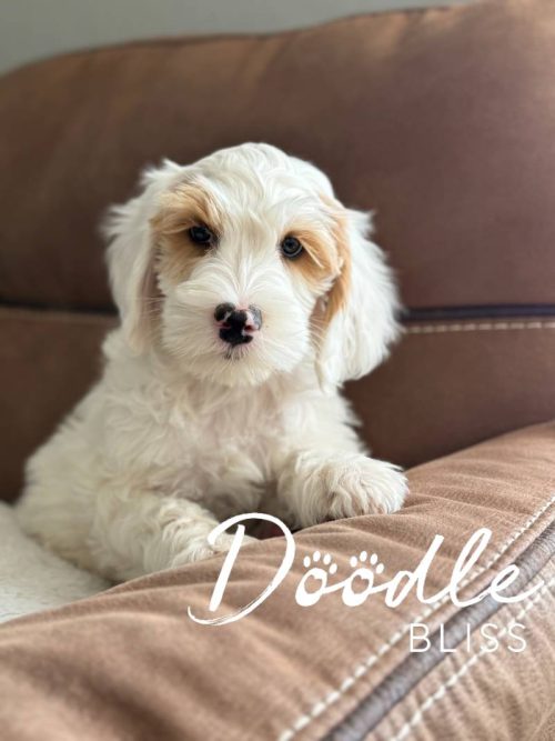 Goldendoodle breeder