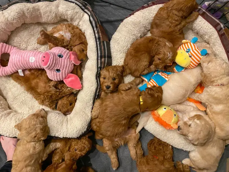 f1b-goldendoodle-puppies-web