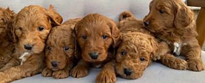 Goldendoodles puppies laying down in a line on a white couch
