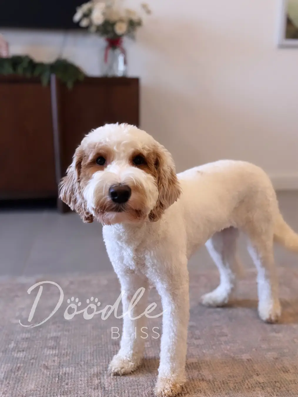 mini-goldendoodle-indy