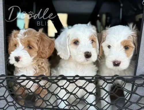 Goldendoodle vs Labradoodle: Which Is Right for Your Arizona Family?