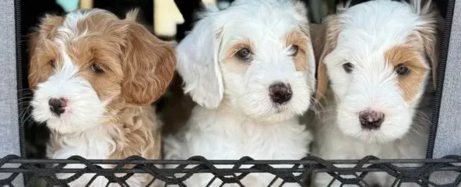 Three fluffy puppies with curly white and light brown fur sit side by side behind a mesh barrier, looking forward. The words Doodle Bliss are faintly visible in the top left corner, hinting at upcoming Goldendoodle litters in Arizona.