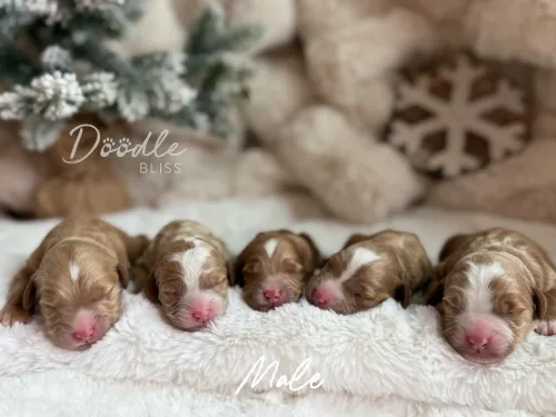 Five Male Mini Goldendoodles lie side by side on a soft white blanket with a snowy pine tree and snowflake decoration in the background. The image features the text “Doodle Bliss” and “Male Mini Goldendoodles.”.