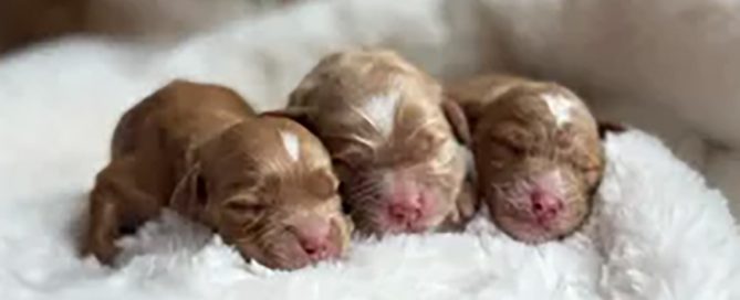Three Goldendoodle puppies sleeping
