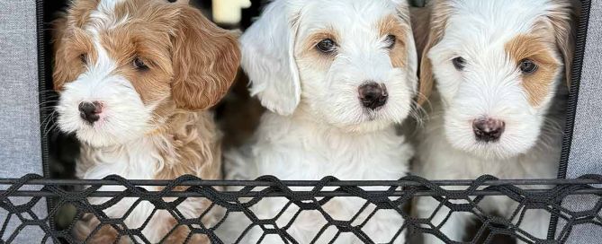 Three fluffy puppies with white and light brown fur sit side by side behind a black mesh barrier.