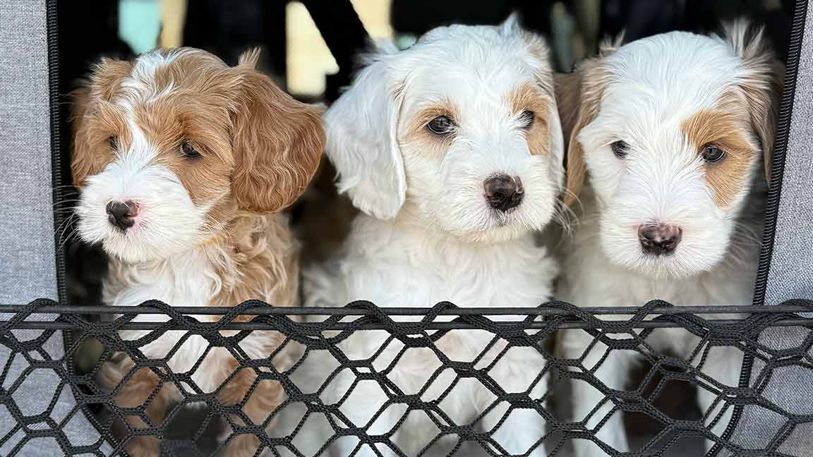 Three fluffy puppies with white and light brown fur sit side by side behind a black mesh barrier.