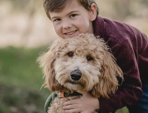 Do Goldendoodles Shed? A Breeder’s Honest Answer for Arizona Families