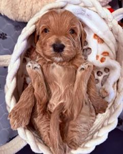A small brown Goldendoodle puppy with curly fur lies on its back in a cozy woven basket, paws up and head tilted, surrounded by a soft, paw-print blanket.