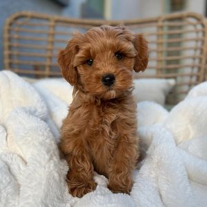 A small, fluffy brown Goldendoodle puppy sits on a soft white blanket, looking at the camera with dark, expressive eyes. Raised by one of the best breeders in the Southwest, this pup brings Arizona charm to any home. 